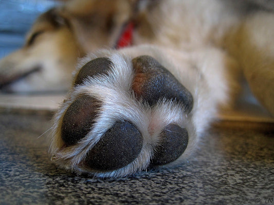 5 benefits of dog paw balm